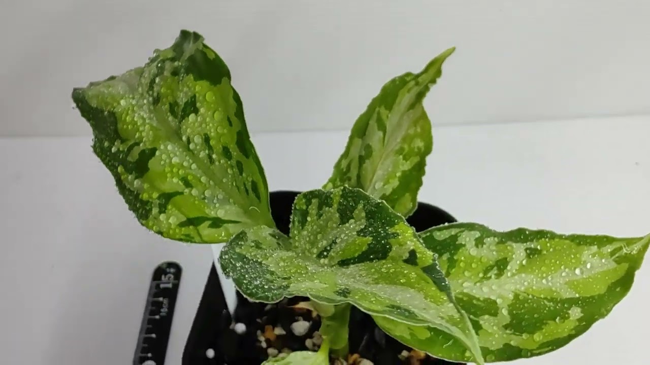 Aglaonema pictum“Laplace”UC from Sibolga timur【AZ213-5c】箱 Aglaonema pictum“Laplace”UC from Sibolga timur【AZ213-5c】箱
