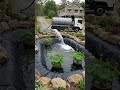 Click-Through Rate Focus: Muddy Pit to Paradise: Ultimate Koi Pond Transformation! 🐟🌿