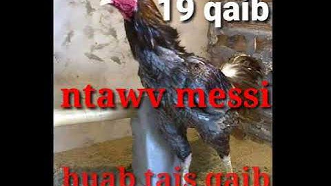 Qaib sib ncaws ( qaib huab tais *ntawv messi*) qaib keej nyab laj teb 19 qaib.