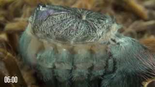 Tarantula molting is like alien from science fiction movie! A must watch!