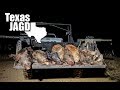 Farm field overrun with hogs | Texas thermal hog hunting