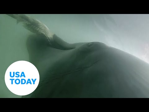 Rare dolphin communication captured underwater | USA TODAY