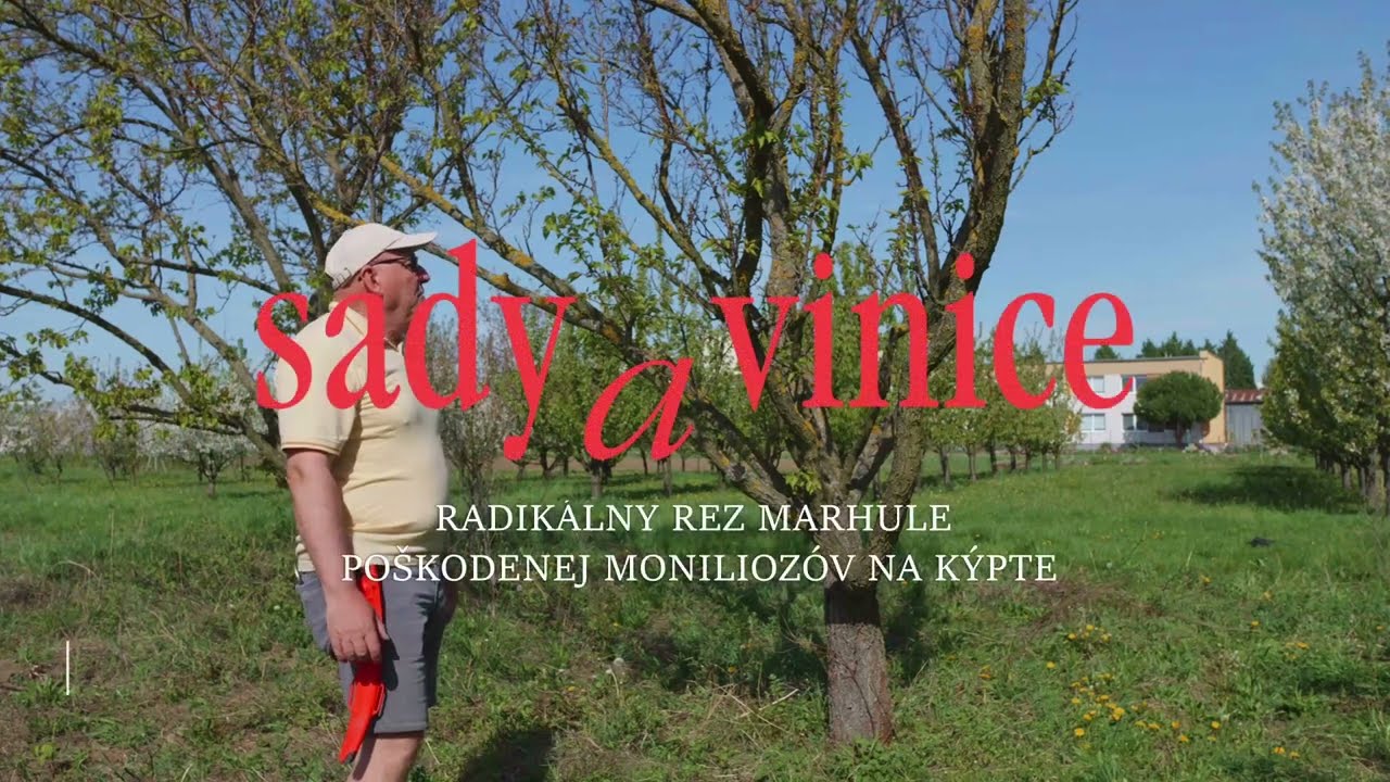 Sady a vinice  I  Radikálny rez marhule poškodenej moniliózou na kýpte