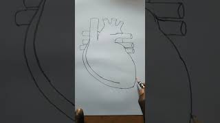 How To Draw Human Heart Easy Drawing #shorts