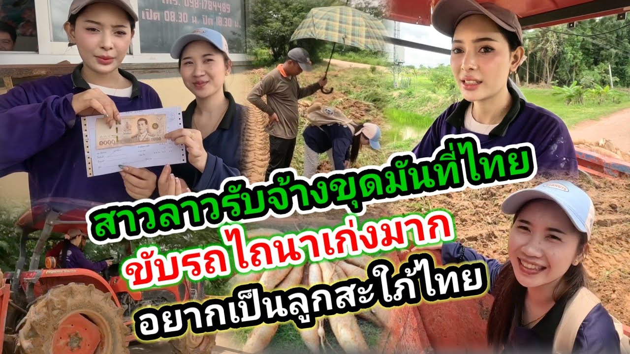 แม่ย่าถูกใจสิ่งนี้​ #น้องติน่า #แก้มบุ๋ม #สาวลาว รู้จักทำมาหากินขับรถไถไปรับจ้างขุดมันที่ประเทศไทย