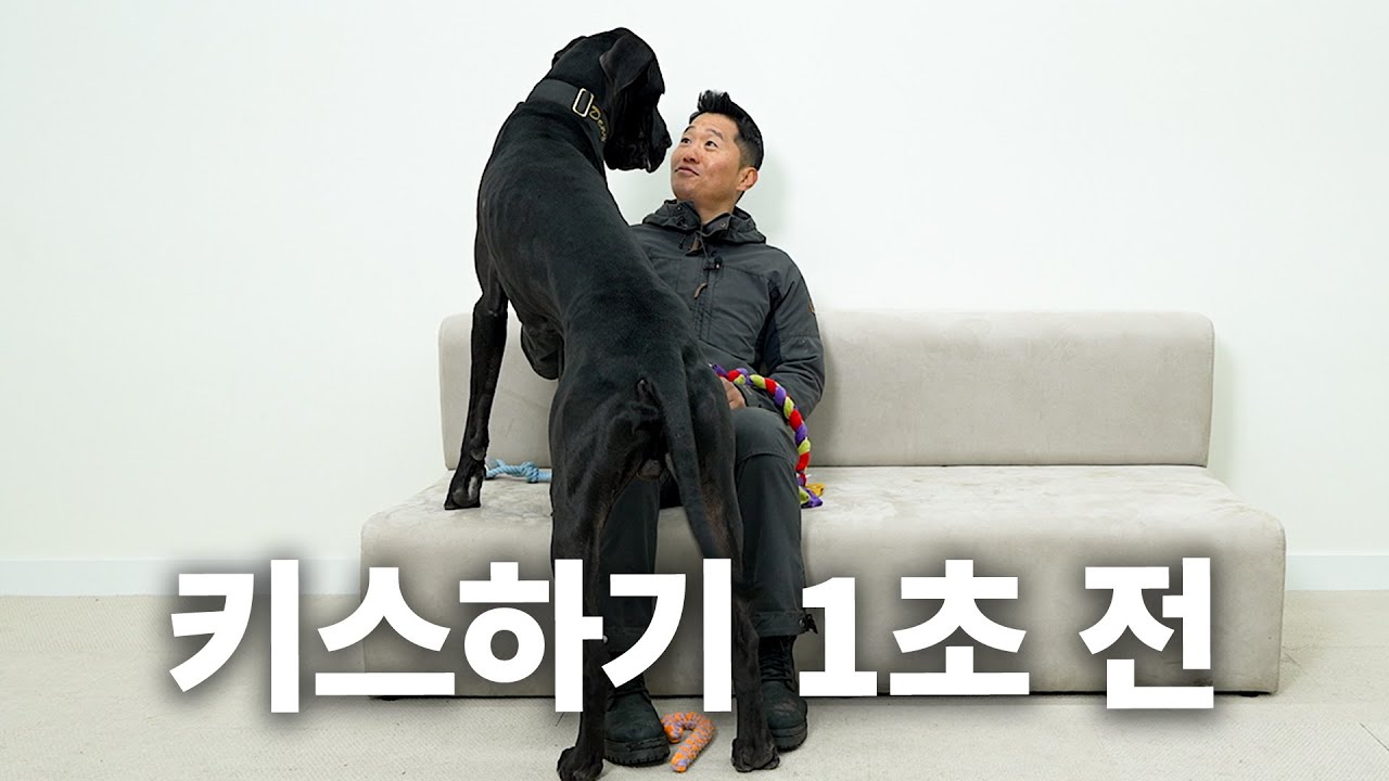 그레이트 데인씨 카리스마에 녹아버린 강형욱 | 견종백과 그레이트 데인편