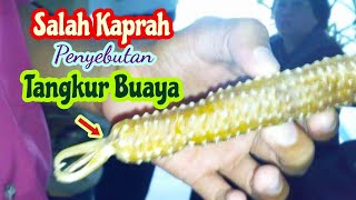 Salah kaprah pengertian tentang tangkur buaya