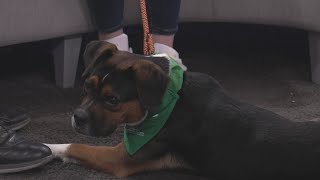 Pet Connection: Meet Finn from the Humane Society of Southwest Missouri