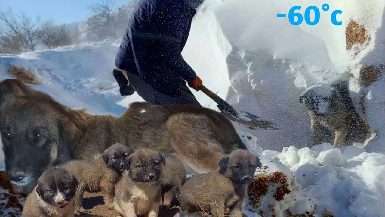 A mother dog and her puppies two days under a snowstorm