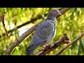 POMBA-ASA-BRANCA, POMBA-CARIJÓ (PATAGIOENAS PICAZURO), PICAZURO PIGEON, POMBA-DO-AR, POMBÃO.