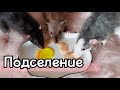 Подселение взрослых крыс 🐀