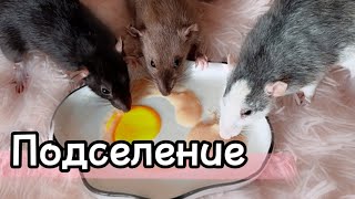 Подселение взрослых крыс 🐀