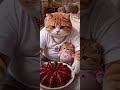 a cat eating food #funnymemes #usa #memes #tomholland #funny #viral #shorts #memelaugh #trending