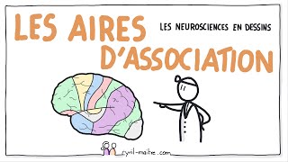 LES NEUROSCIENCES EN DESSINS - Les aires d'association