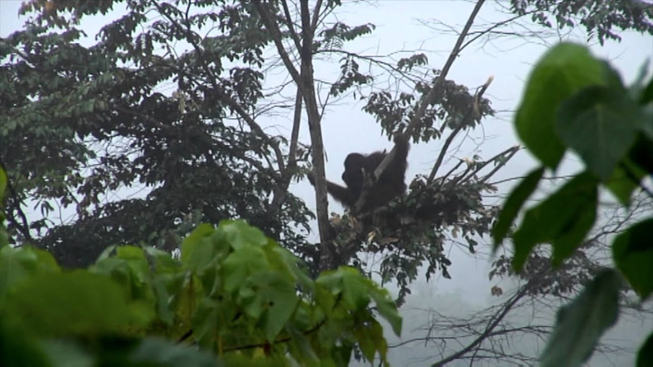 Download 9900 Koleksi Gambar Fauna Negara Brunei Darussalam Keren HD