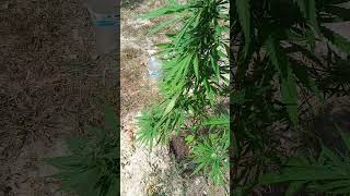 Last years late bloomer #greenthumb #learningcurve #maryjane #selfsufficient