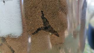 DIY ant farm - Homemade Formicarium - Update 03, 04