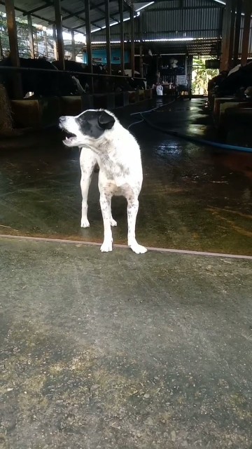 Chú chó ngáp dài #xuhuong2023 #anhthanhniên #tiếnnhỏ #qtstudio # ...