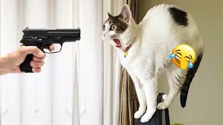 😂🐶 Best Cats Videos 🐱😹 Funny Animal Videos 2024 # 11