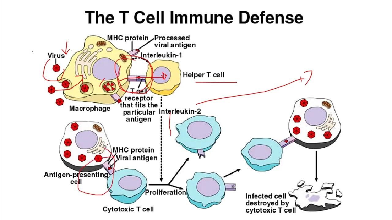 Иммуне бепик. Картинки b-immune. B immune. B immune. Humoral immunity.