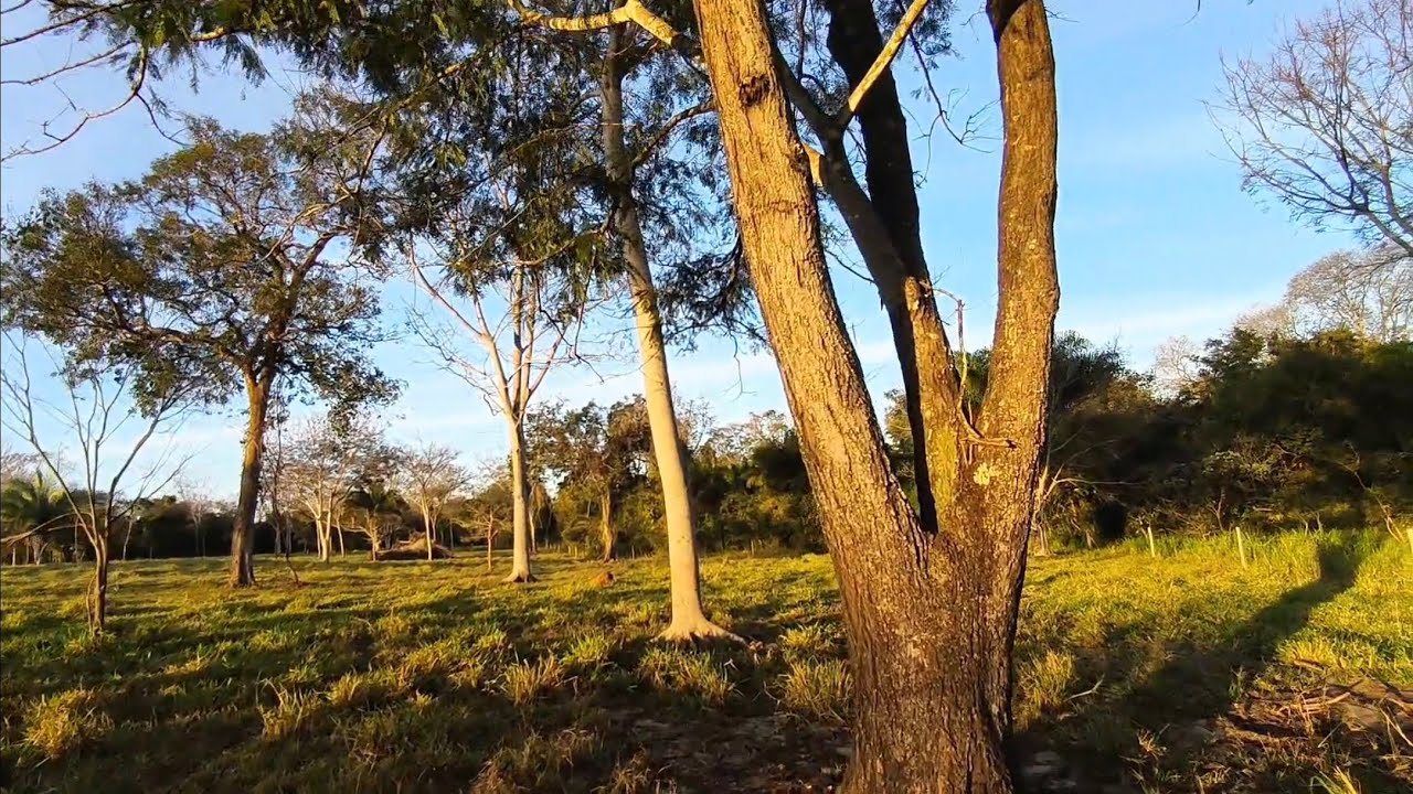 À Esperada Na Ceva Deu Resultado Uma Melancia Grande Quase Perco Ela Muita Adrenalina Confiram!!!!