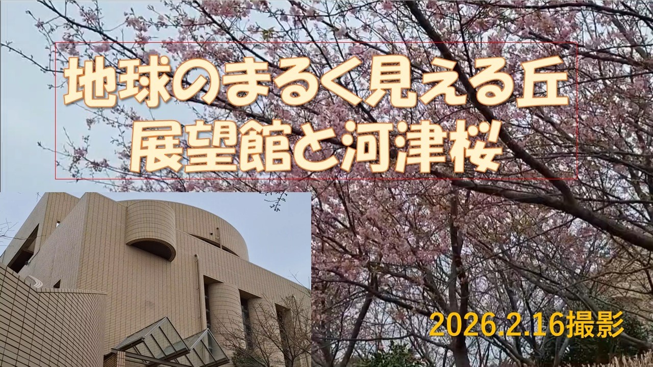 地球のまるく見える丘展望館と河津桜、入り口近くは大分咲いていましたが、まだ蕾も多かったです。2026.2.16撮影