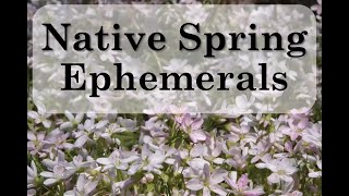 Native Spring Ephemerals
