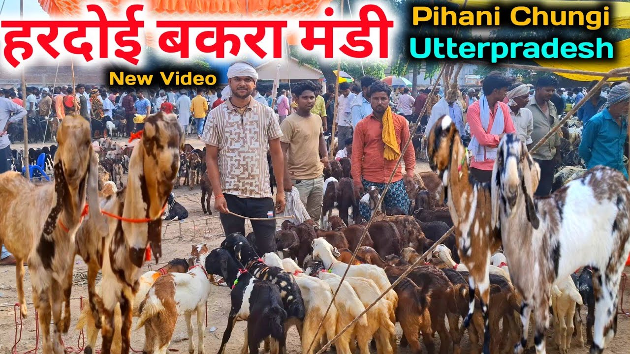हरदोई बकरा मंडी |26 Jun 2025 |Hardoi Bakra Mandi UP |Bakra Mandi 2025