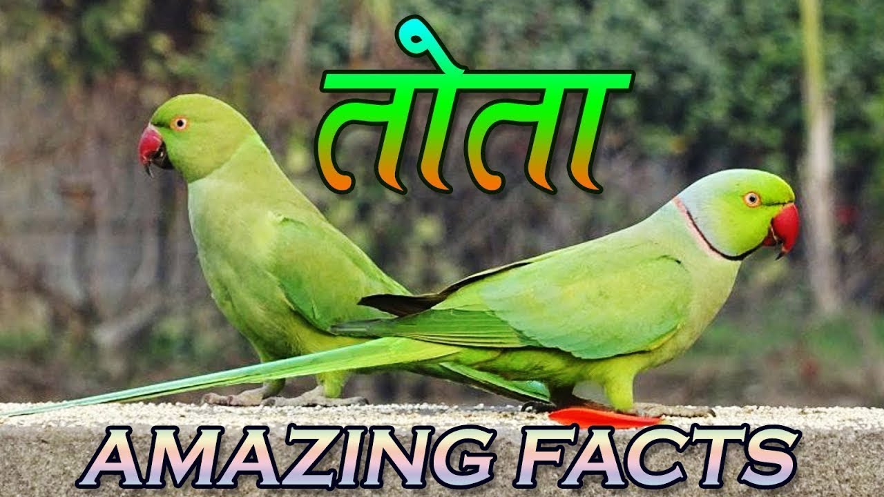 Indian Parrot - Amazing Facts About Parrots In Hindi तोते के बारे में ...