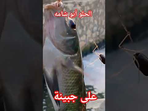 الحلوابوشامه علي جبينة قال ما احناش عاجبينه صيدسمك