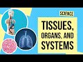 Cell Organization: From Cells to Systems in Living Beings