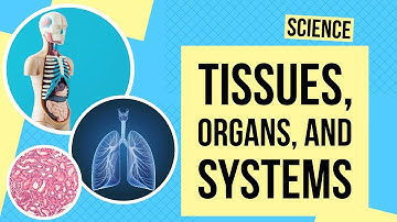 Tissues, Organs, and Systems | Science Lesson
