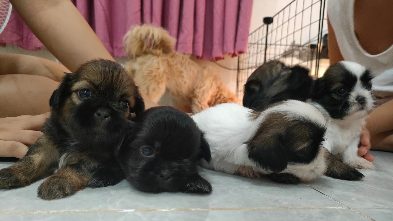 Shih Tzu PH006: Shih Tzu puppies growing up week 1 to week 6 - YouTube