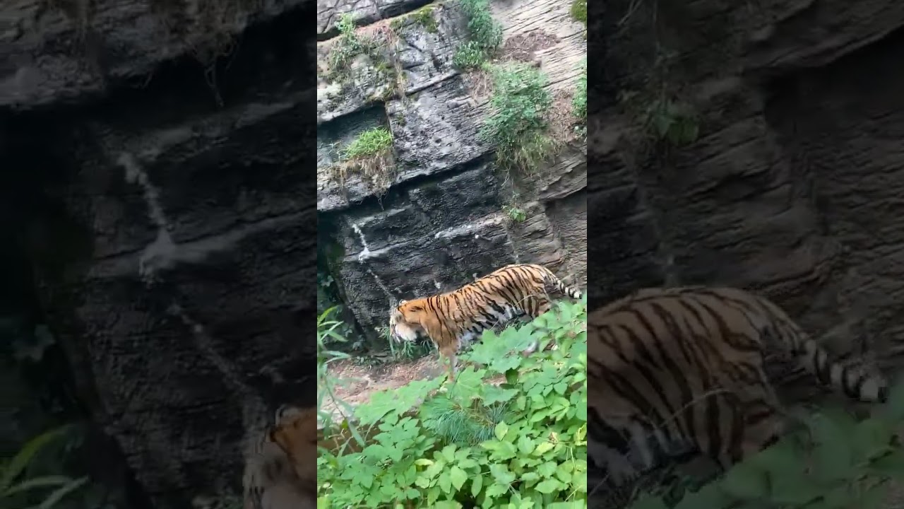 Tiger *   