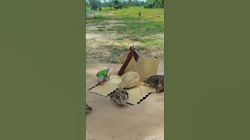 Really Creative Bird Trap Building - Amazing Primitive Quail Trap Video #shortvideo #youtubeshorts