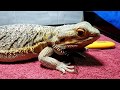 Broken Tail Bearded Dragon Rescue Day 5 | Nail Filing! | Still No FOOD