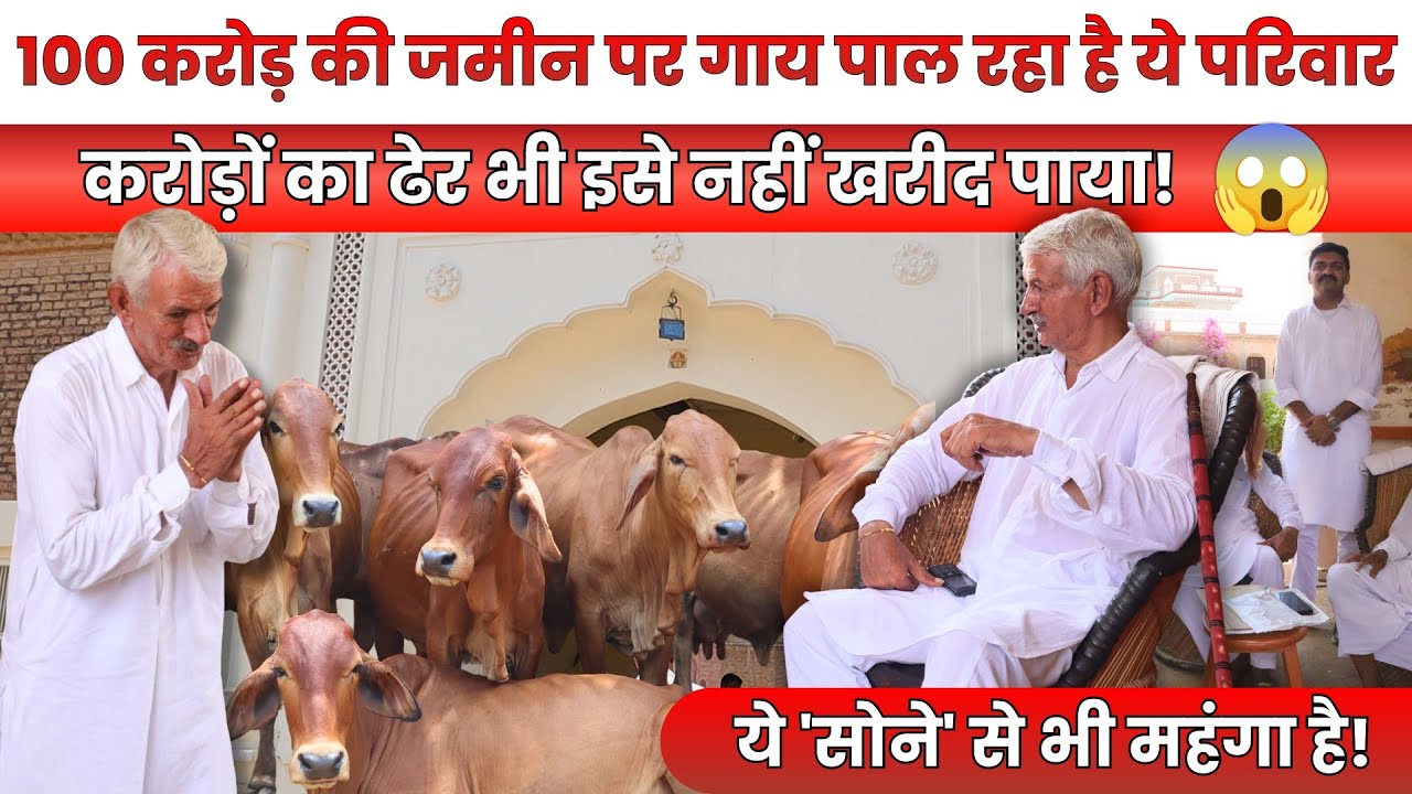 #сахивал #рати Крупнейший производитель коров 👉 Дхингвали, деревня с первоклассными коровами, куд...