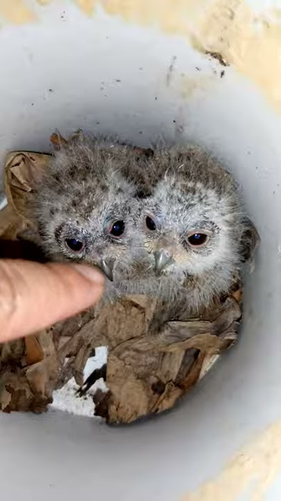 Anakan Burung Hantu Celepuk