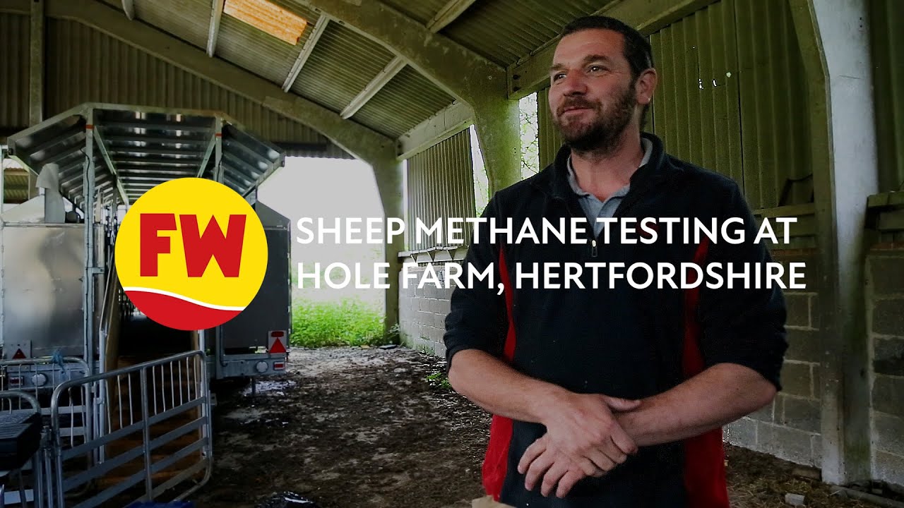 Sheep methane testing at Hole Farm, Hertfordshire
