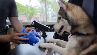 When Your Dog Goes to the Pet Store For The First Time! 🐶