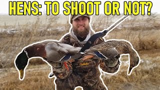 Should You Shoot Hen Ducks? : Hunting Boot Camp