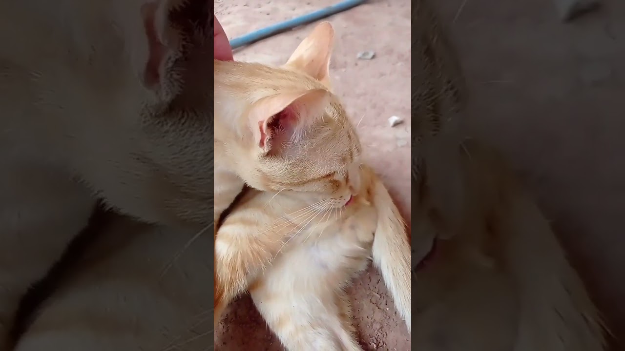 [cat] เจ้าม่อน