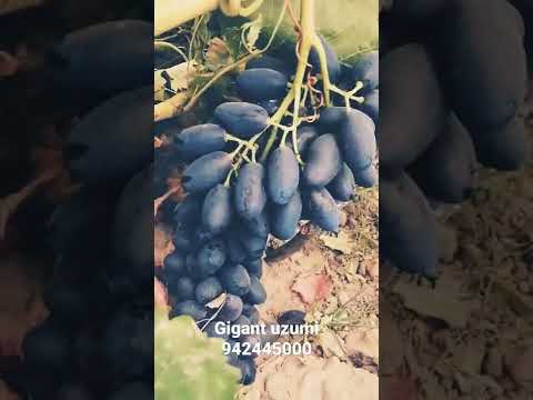 Video: Garnacha uzum navi: tavsifi, ta'mi, etishtirish va parvarish qilish, fotosurat