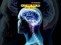 Understand In 3D How Does The Brain Work Facts BrainHealth Neuroscience 3DAnimation Hindie Understand In 3D How Does The Brain Work Facts BrainHealth Neuroscience 3DAnimation Hindie