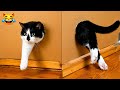 Funniest Cats &amp; Dogs Moments 2026 😂 (Ultimate Try Not To Laugh Challenge) Part - 8