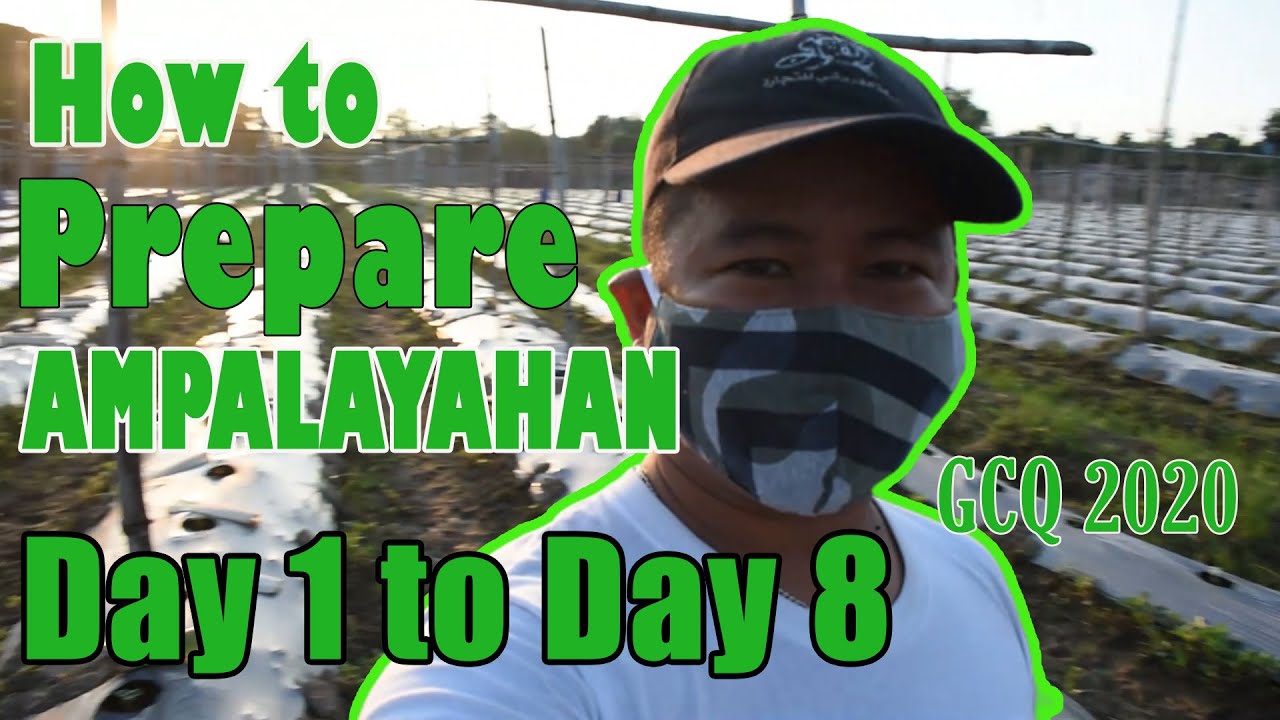 HOW TO PREPARE "AMPALAYAHAN" From Day 1 to Day 8