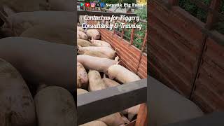 Loading Consignment On Order. #piggery #swastikpigfarm#pig #businessideas #piggerybusiness #business