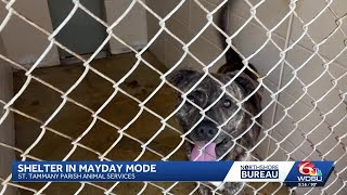 St. Tammany animal shelter in mayday mode