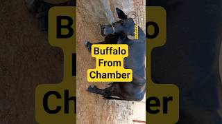 Best kind of Buffalo #baffalo #animals #farming #farm
