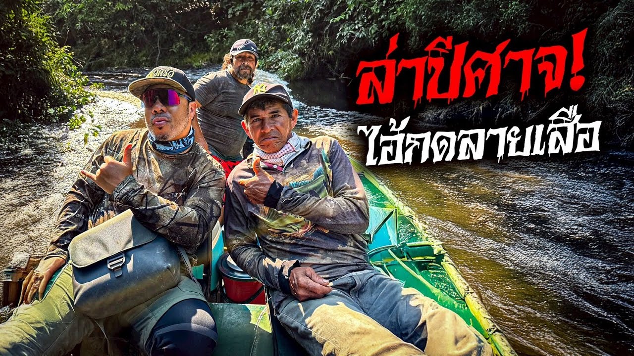 ตามล่า 'ปลากดลายเสือ' ปีศาจที่สวยงามแห่งลุ่มน้ำแอมะซอน!